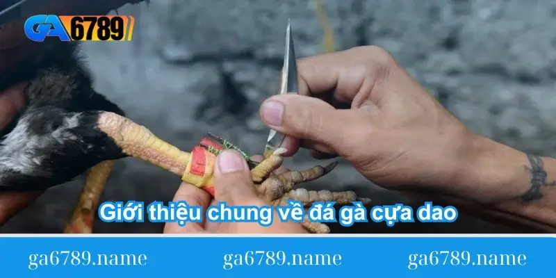 gioi-thieu-chung-ve-da-ga-cua-dao