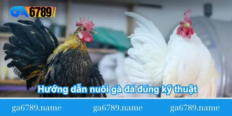 huong dan nuoi ga da dung ky thuat