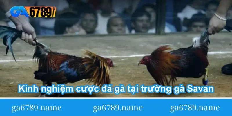 kinh-nghiem-cuoc-da-ga-tai-truong-ga-savan