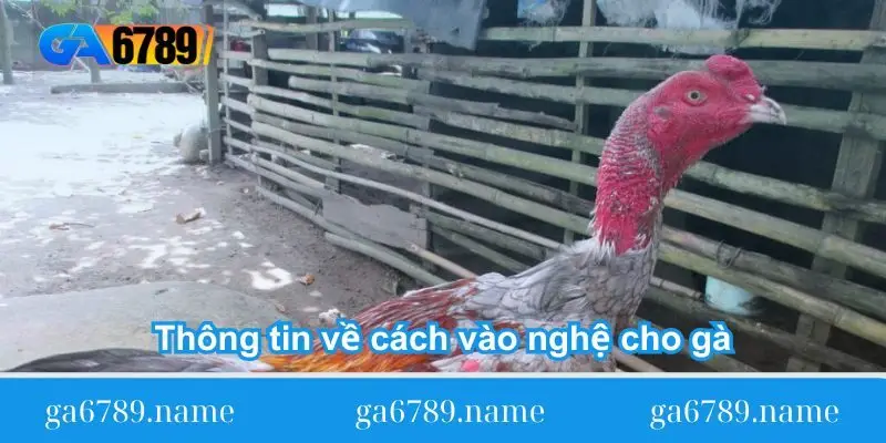 thong-tin-ve-cach-vao-nghe-cho-ga