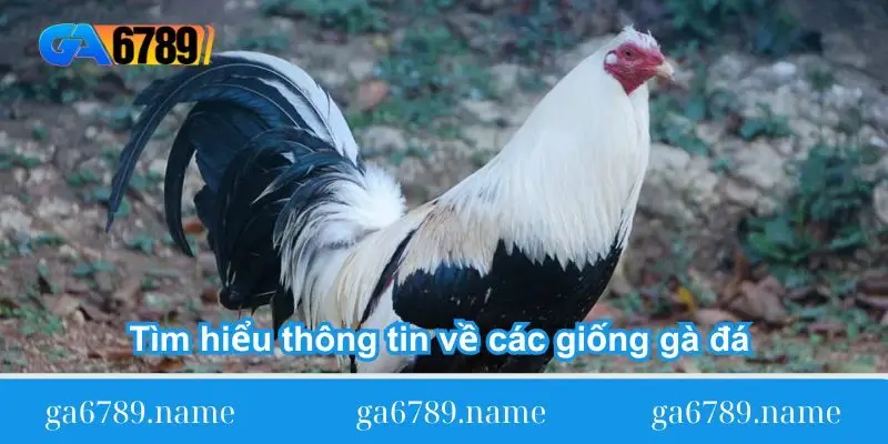 tim-hieu-thong-tin-ve-cac-giong-ga-da-viet-nam