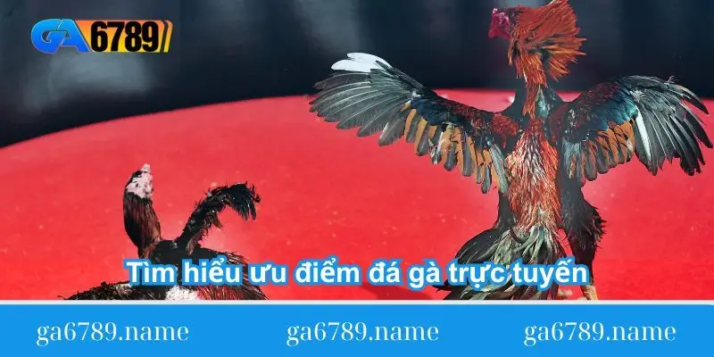 tim hieu uu diem da ga truc tuyen