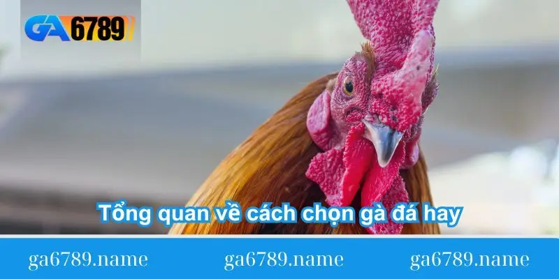 tong-quan-ve-cach-chon-ga-da-hay-1